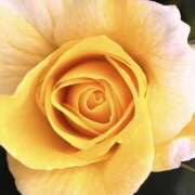 ヒメ日記 2025/07/04 15:28 投稿 ミキ おふくろさんYO!!大和店