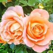 ヒメ日記 2025/07/05 08:18 投稿 ミキ おふくろさんYO!!大和店