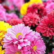 ヒメ日記 2025/07/06 07:28 投稿 ミキ おふくろさんYO!!大和店