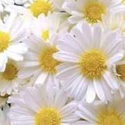 ヒメ日記 2025/07/08 06:08 投稿 ミキ おふくろさんYO!!大和店