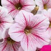 ヒメ日記 2025/07/09 08:38 投稿 ミキ おふくろさんYO!!大和店