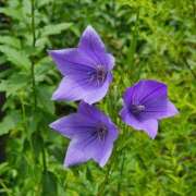 ヒメ日記 2025/07/10 08:28 投稿 ミキ おふくろさんYO!!大和店