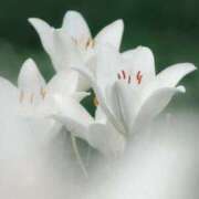 ヒメ日記 2025/07/13 10:28 投稿 ミキ おふくろさんYO!!大和店