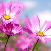 ヒメ日記 2025/07/15 10:18 投稿 ミキ おふくろさんYO!!大和店