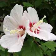 ヒメ日記 2025/07/16 08:48 投稿 ミキ おふくろさんYO!!大和店