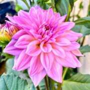 ヒメ日記 2025/07/20 11:28 投稿 ミキ おふくろさんYO!!大和店