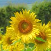 ヒメ日記 2025/07/28 08:58 投稿 ミキ おふくろさんYO!!大和店