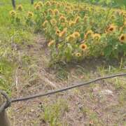 ヒメ日記 2025/07/28 10:15 投稿 ひより Noble