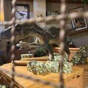 ヒメ日記 2025/09/28 03:34 投稿 あかね 丸妻 新横浜店