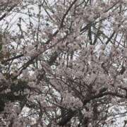 ヒメ日記 2026/03/31 18:02 投稿 泉あすか 三丁目の奥様（東京ハレ系）