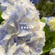 ヒメ日記 2025/06/10 23:48 投稿 蒼井　りりぃ YOKOHAMA FIVESTAR（横浜ファイブスター）