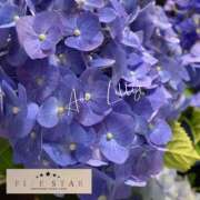 ヒメ日記 2025/06/15 10:36 投稿 蒼井　りりぃ YOKOHAMA FIVESTAR（横浜ファイブスター）