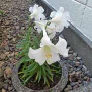 ヒメ日記 2025/06/19 03:03 投稿 三崎(みさき) 八王子人妻城