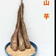 ヒメ日記 2026/04/02 07:48 投稿 三崎(みさき) 八王子人妻城