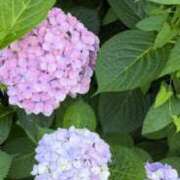 ヒメ日記 2025/06/11 16:51 投稿 リン Versailles