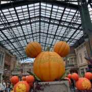 ヒメ日記 2025/10/31 10:25 投稿 地元産/まき PREMIUMー萌ー