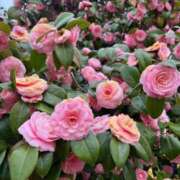 ヒメ日記 2025/06/11 03:59 投稿 りか デザインプリズム新宿