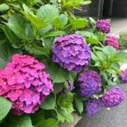 ヒメ日記 2025/09/25 20:59 投稿 りか デザインプリズム新宿