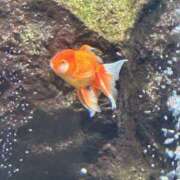 ヒメ日記 2026/02/24 11:21 投稿 松本いおり ダリア