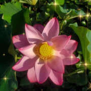 ヒメ日記 2025/07/10 23:57 投稿 せな TSUBAKI(つばき)土浦店