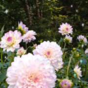 ヒメ日記 2025/07/11 23:31 投稿 せな TSUBAKI(つばき)土浦店