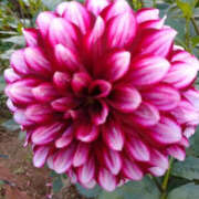 ヒメ日記 2025/07/17 02:18 投稿 せな TSUBAKI(つばき)土浦店