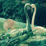 ヒメ日記 2025/08/04 22:54 投稿 せな TSUBAKI(つばき)土浦店