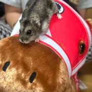 ヒメ日記 2025/09/27 13:55 投稿 四葉るん（よつば るん） 桃色奥様(佐賀)