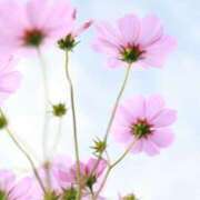 ヒメ日記 2025/10/28 23:18 投稿 はるかさん 福井人妻城