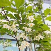 ヒメ日記 2025/06/06 11:23 投稿 るい 奥様電車