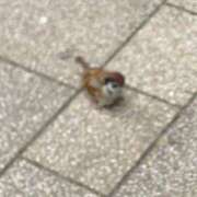 ヒメ日記 2026/01/31 09:53 投稿 るい 奥様電車