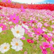 ヒメ日記 2025/05/26 00:50 投稿 あきこ 丸妻 横浜本店