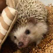 ヒメ日記 2026/02/20 17:17 投稿 なな しゃんぜりぜ