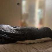 ヒメ日記 2026/02/05 09:50 投稿 りは 制服天国（ユメオト）