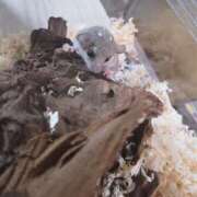 ヒメ日記 2025/02/24 11:42 投稿 あいり 鶯谷デリヘル倶楽部