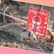 ヒメ日記 2025/04/15 11:42 投稿 あいり 鶯谷デリヘル倶楽部