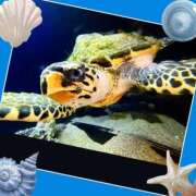 ヒメ日記 2025/06/03 15:46 投稿 あいり 鶯谷デリヘル倶楽部