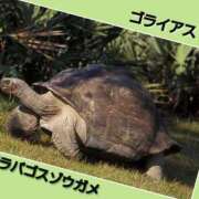 ヒメ日記 2025/06/21 16:31 投稿 あいり 鶯谷デリヘル倶楽部