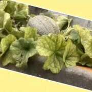 ヒメ日記 2025/09/27 13:45 投稿 あいり 鶯谷デリヘル倶楽部