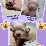 ヒメ日記 2025/11/22 17:47 投稿 あいり 鶯谷デリヘル倶楽部