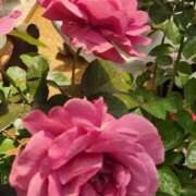 ヒメ日記 2025/05/20 23:49 投稿 畔柳(くろやなぎ) 鶯谷デッドボール