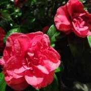 ヒメ日記 2026/03/04 11:59 投稿 畔柳(くろやなぎ) 鶯谷デッドボール