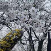 ヒメ日記 2026/03/29 17:19 投稿 畔柳(くろやなぎ) 鶯谷デッドボール