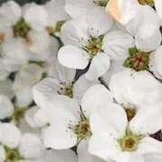 ヒメ日記 2026/03/30 12:09 投稿 畔柳(くろやなぎ) 鶯谷デッドボール