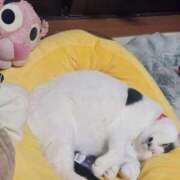 ヒメ日記 2026/04/01 14:29 投稿 畔柳(くろやなぎ) 鶯谷デッドボール