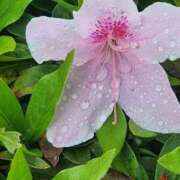 ヒメ日記 2026/04/09 21:09 投稿 畔柳(くろやなぎ) 鶯谷デッドボール