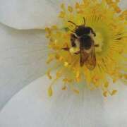 ヒメ日記 2026/04/22 17:39 投稿 畔柳(くろやなぎ) 鶯谷デッドボール