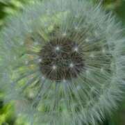 ヒメ日記 2025/06/07 06:59 投稿 小栗彩矢 ローテンブルク