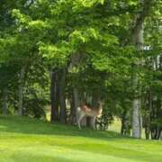 ヒメ日記 2025/06/22 08:05 投稿 小栗彩矢 ローテンブルク