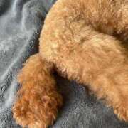 ヒメ日記 2025/07/08 07:42 投稿 小栗彩矢 ローテンブルク